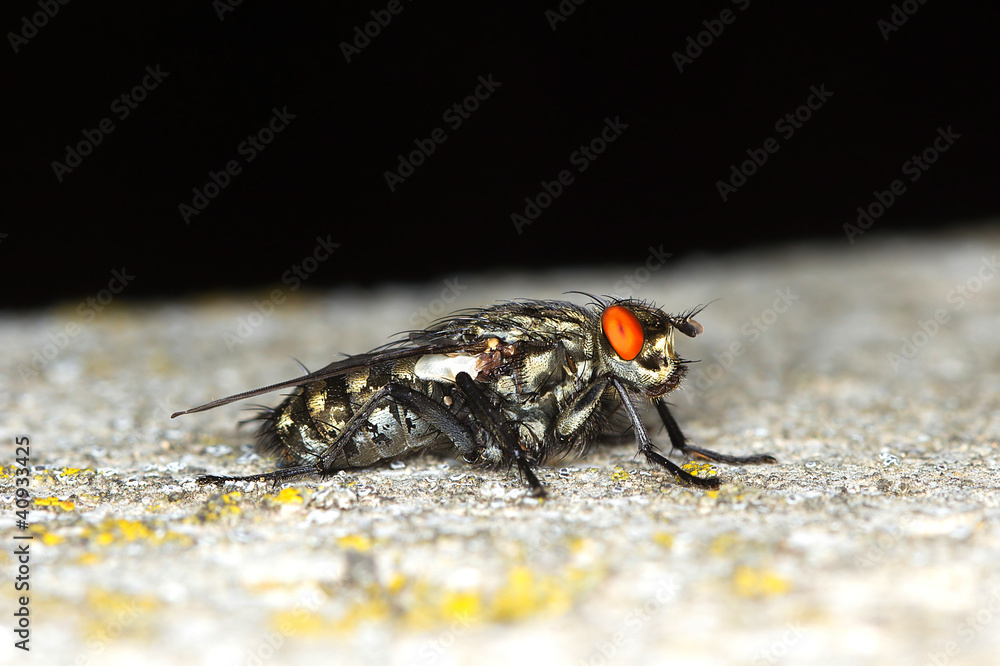 extreme close-up Grey-Striped Fly / Sarcophaga aurifrons extreme close-up Grey-Striped Fly / Sarcophaga aurifrons