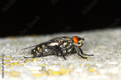 extreme close-up Grey-Striped Fly / Sarcophaga aurifrons