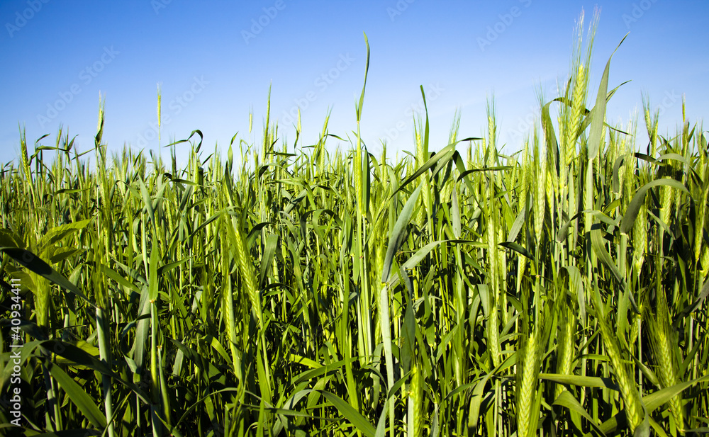 Obraz premium agriculture