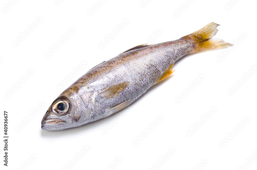 Obraz premium ムツ