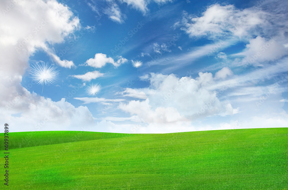 Dandelion flying over grass plain under blue sky Dandelion flying over grass plain under blue sky