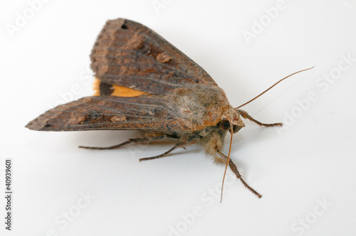 Moth Noctua pronuba