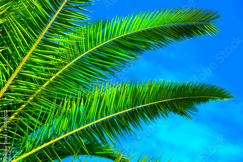 green palm leaf on blue sky
