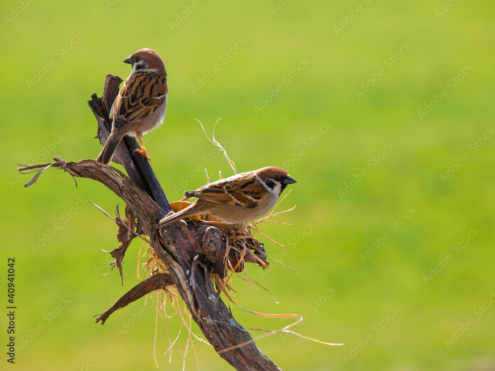 Obraz premium Sounds of Nature