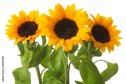 Fototapeta Naklejka Na Ścianę i Meble -  Sunflowers