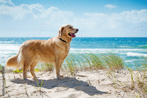 Fototapeta Golden retriever on a sandy dune overlooking beach