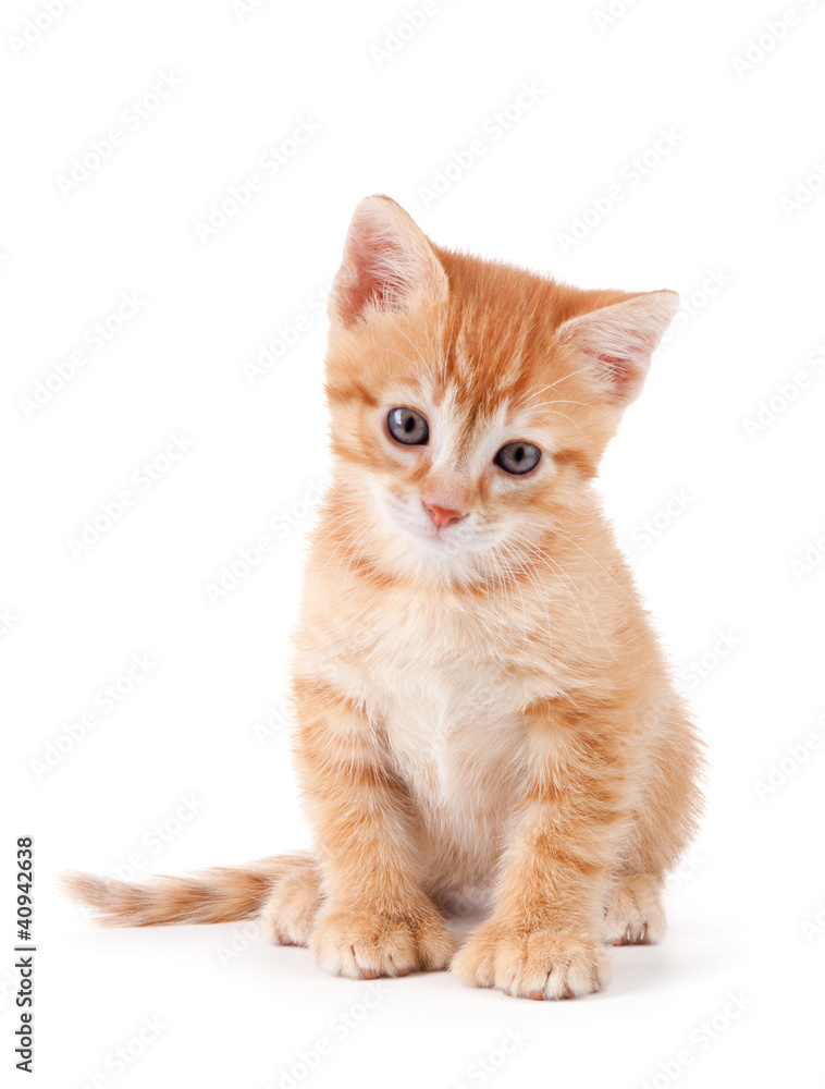 Cute orange kitten with large paws on a white background.