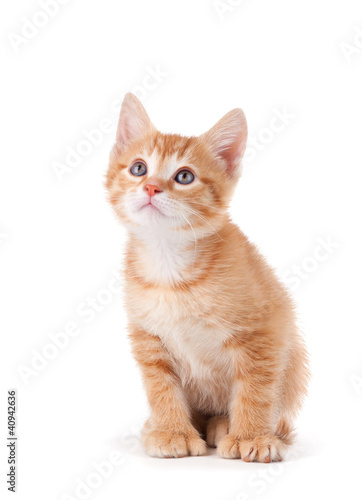 Curious orange kitten looking up on a white background