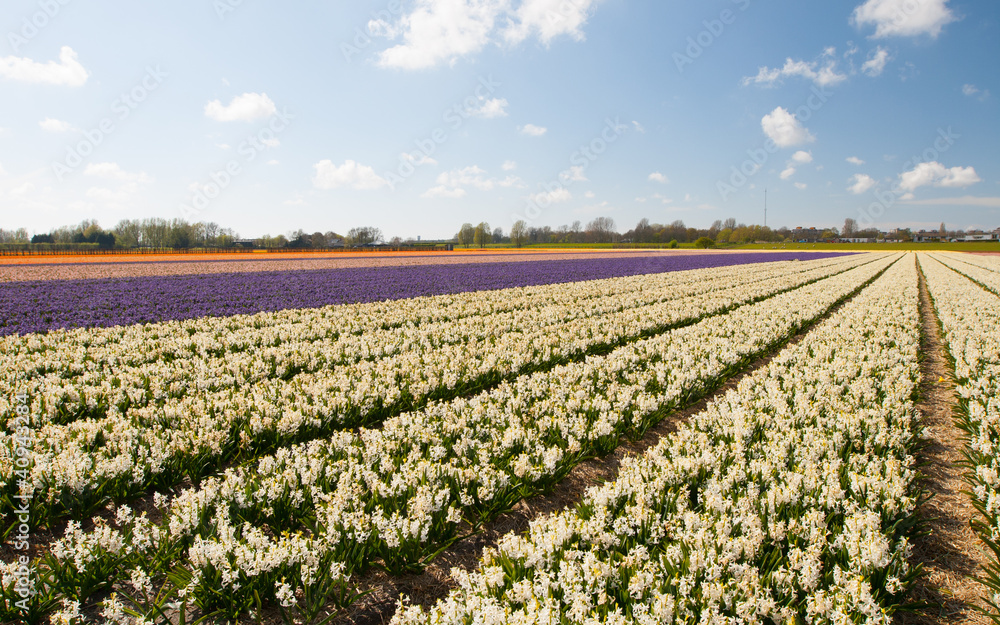 White Hollandse Hyacinthus