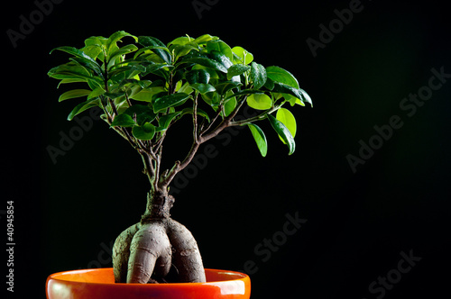 Ficus retusa with decorative roots, black background