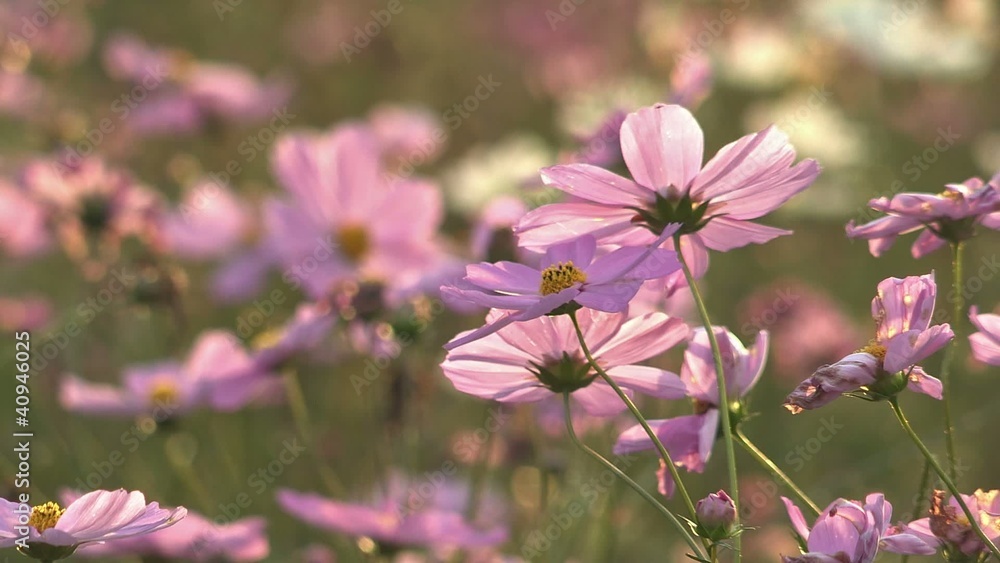 Autumn flower,Cosmos,in Showa Kinen Park,Tokyo,Japan_3 Autumn flower,Cosmos,in Showa Kinen Park,Tokyo,Japan_3