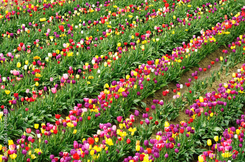 Tulip festival in oregon