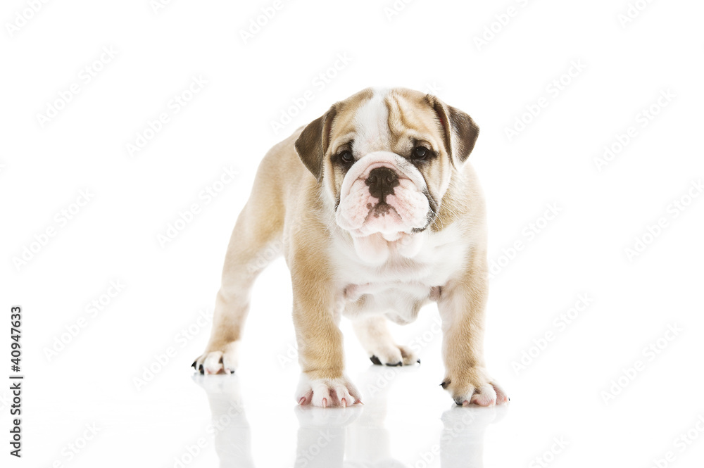 English bulldog puppy isolated