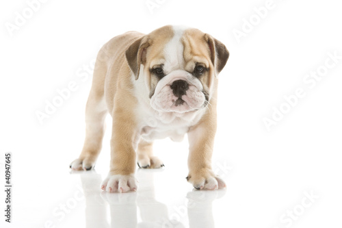 English bulldog puppy