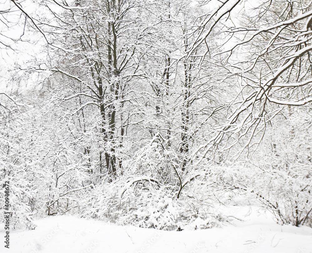 Fototapeta premium Winter landscape