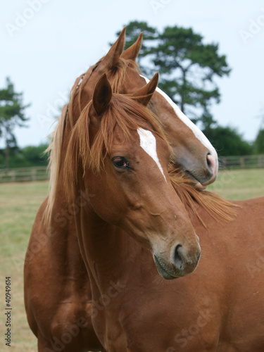 Thoroughbred Yearlings