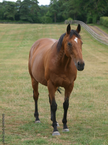 Thoroughbred © Nigel Baker