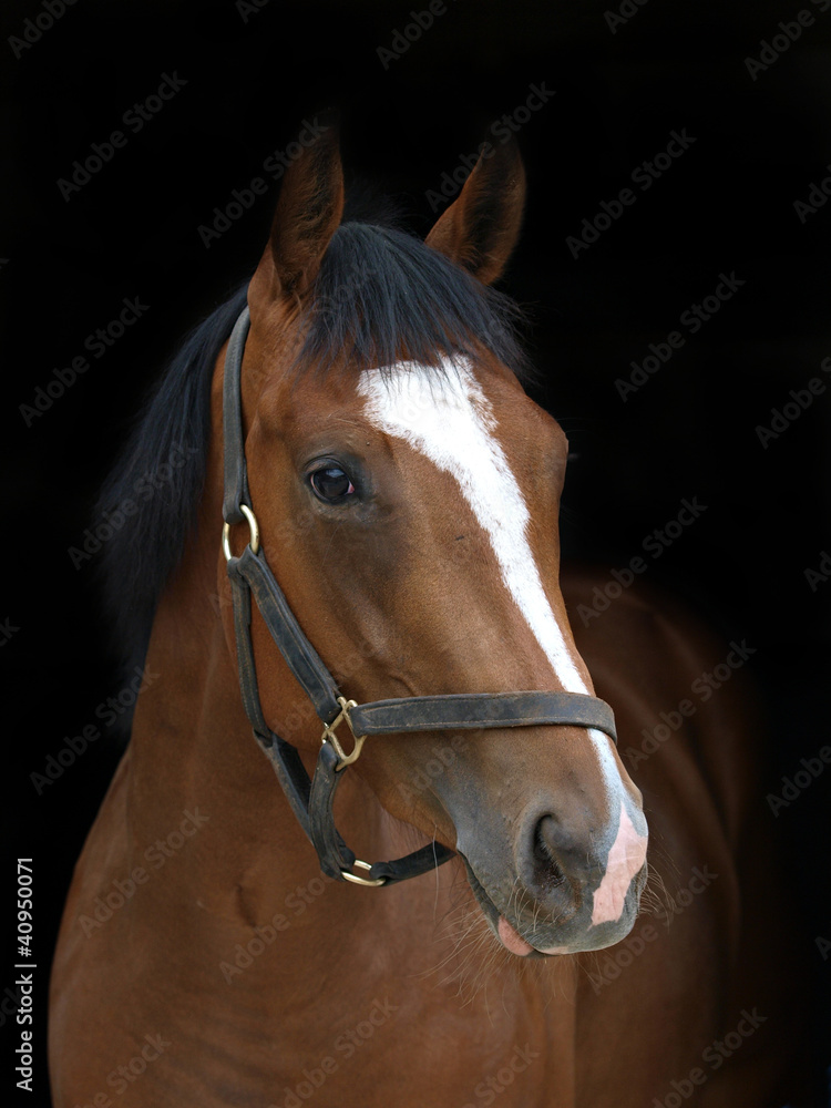 Thoroughbred Thoroughbred