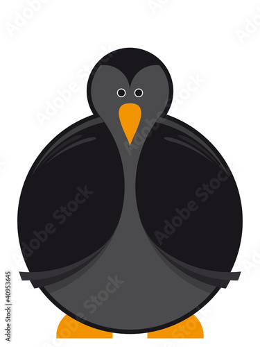 Vogel Schwarz Rabe Krähe Amsel Drossel