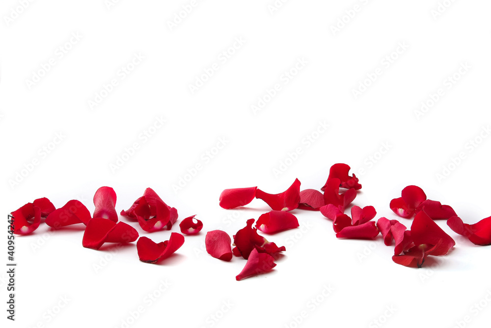 Fototapeta premium close up of rose petals on white background