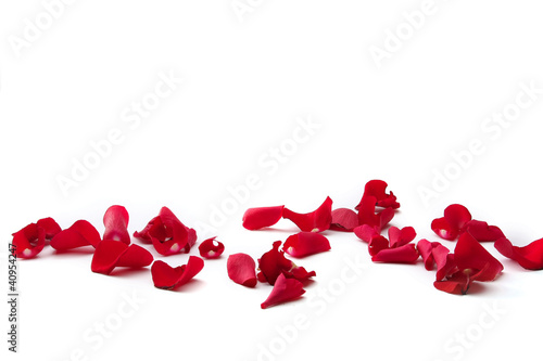 close up of rose petals on white background