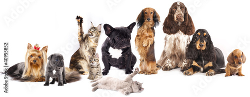 Group of cats and dogs in front of white background © liliya kulianionak