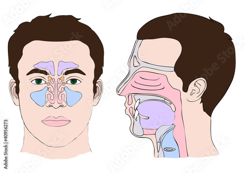 Anatomy of the nose and throat