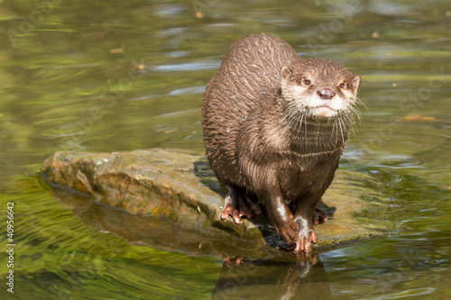 A wet otter