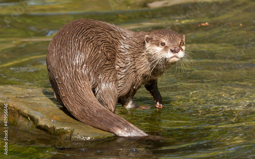 A wet otter