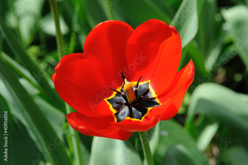 red tulips in sunlight