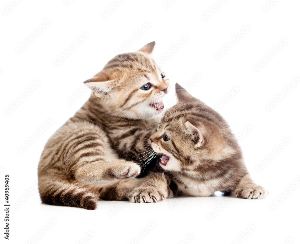 two funny small kittens playing with each other