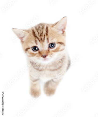 top view of baby Scottish british kitten isolated on white backg