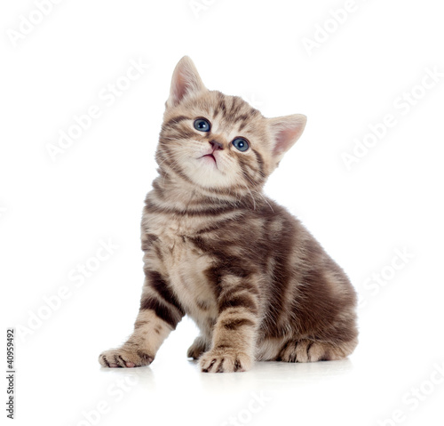 baby Scottish british kitten isolated on white background