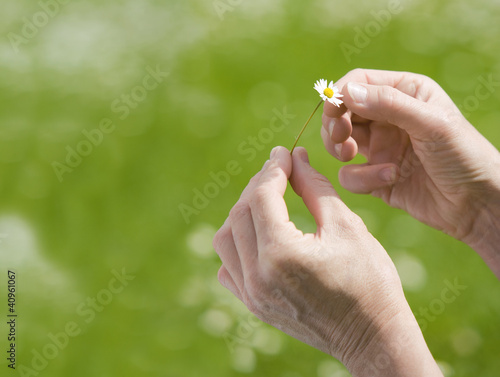 Hände mit Gänseblümchen