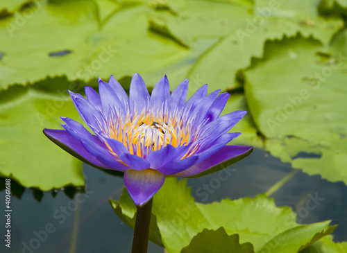 Purple lotus flower blooming