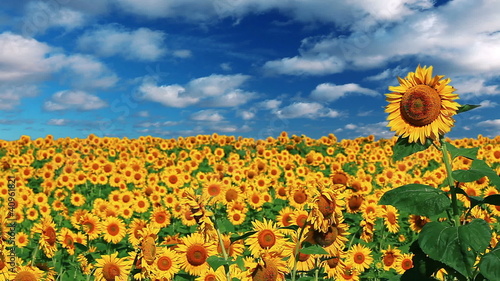 flowering sunflowers