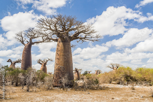 Billede på lærred Baobab trees and savanna