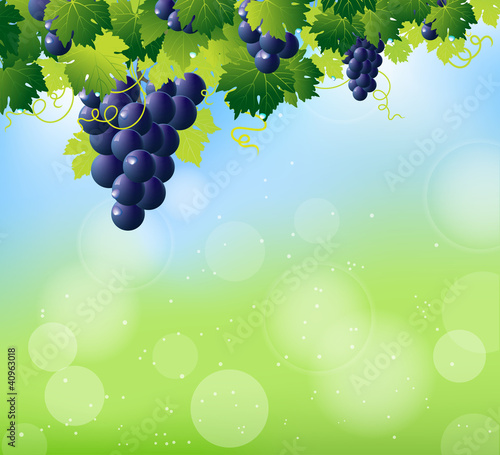 green wine and bunch of blue grapes