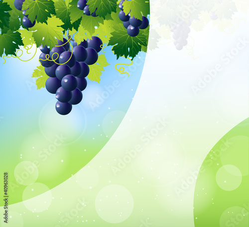 green wine and bunch of blue grapes