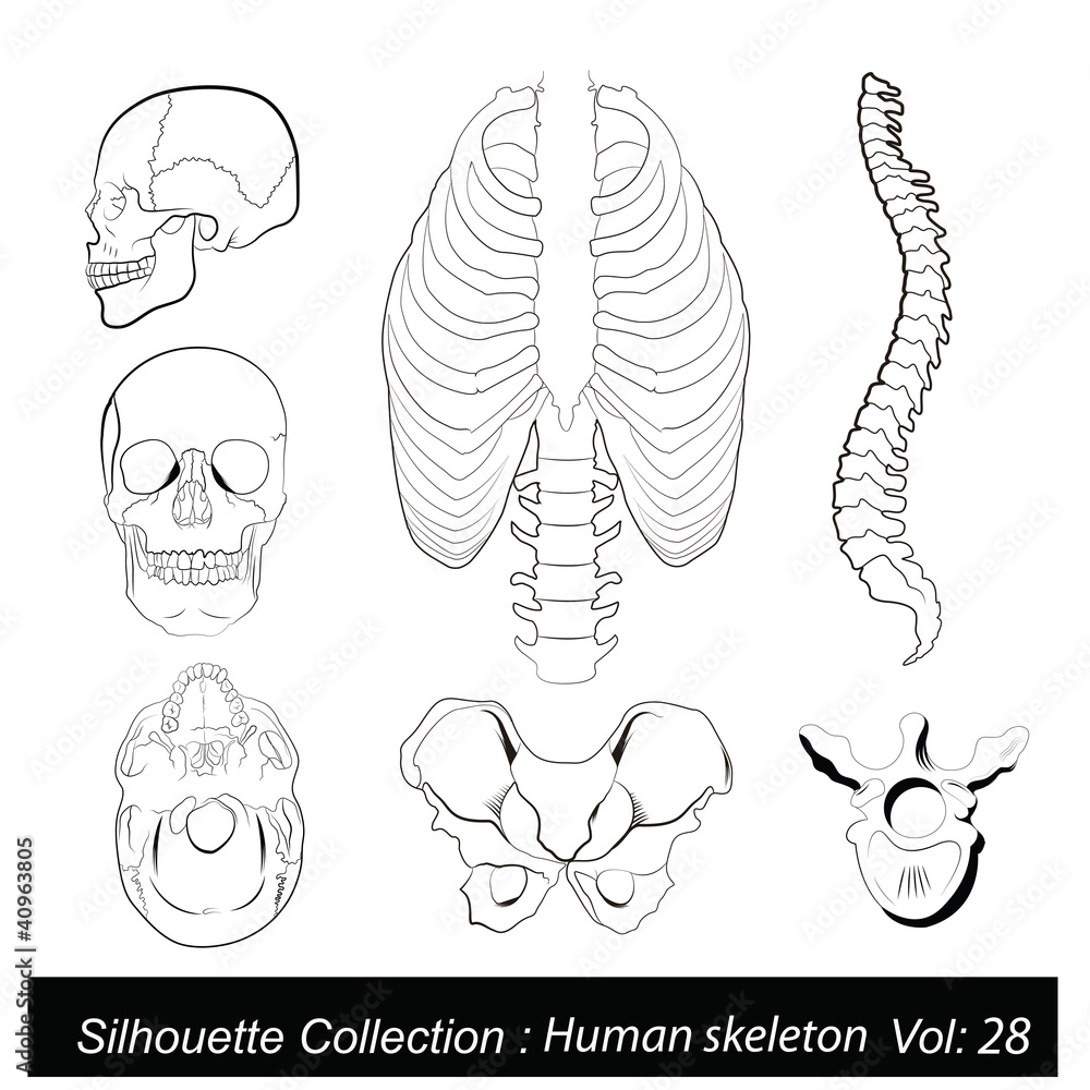 Human skeleton Human skeleton