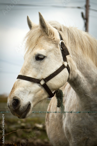 Portrait of the horse © Patryk Kosmider