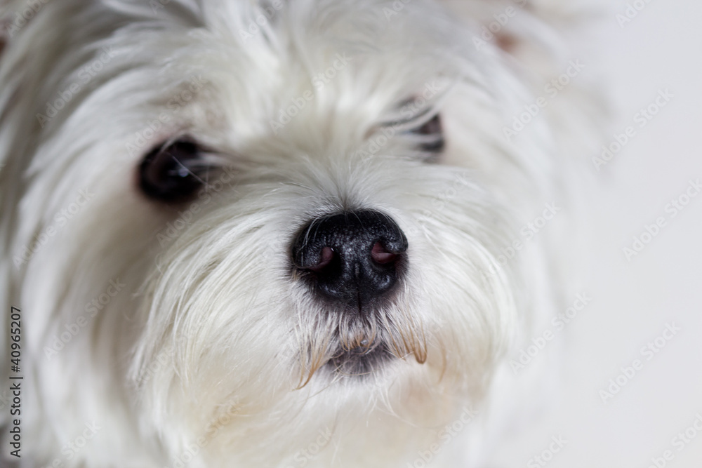 West Highland White Terrier Portrait West Highland White Terrier Portrait