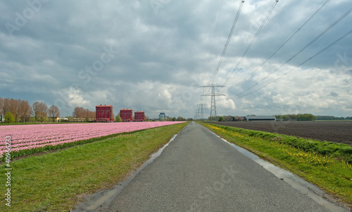 Cultivation of flower bulbs in spring