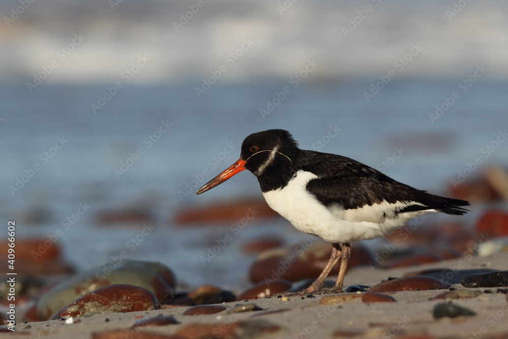 Austernfischer (Haematopus ostralegus) Austernfischer (Haematopus ostralegus)