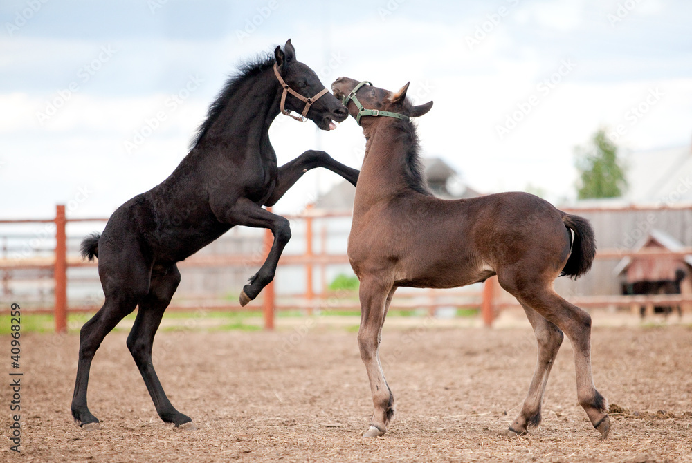 Obraz premium Two Friesian foals playing in the platz at summer.