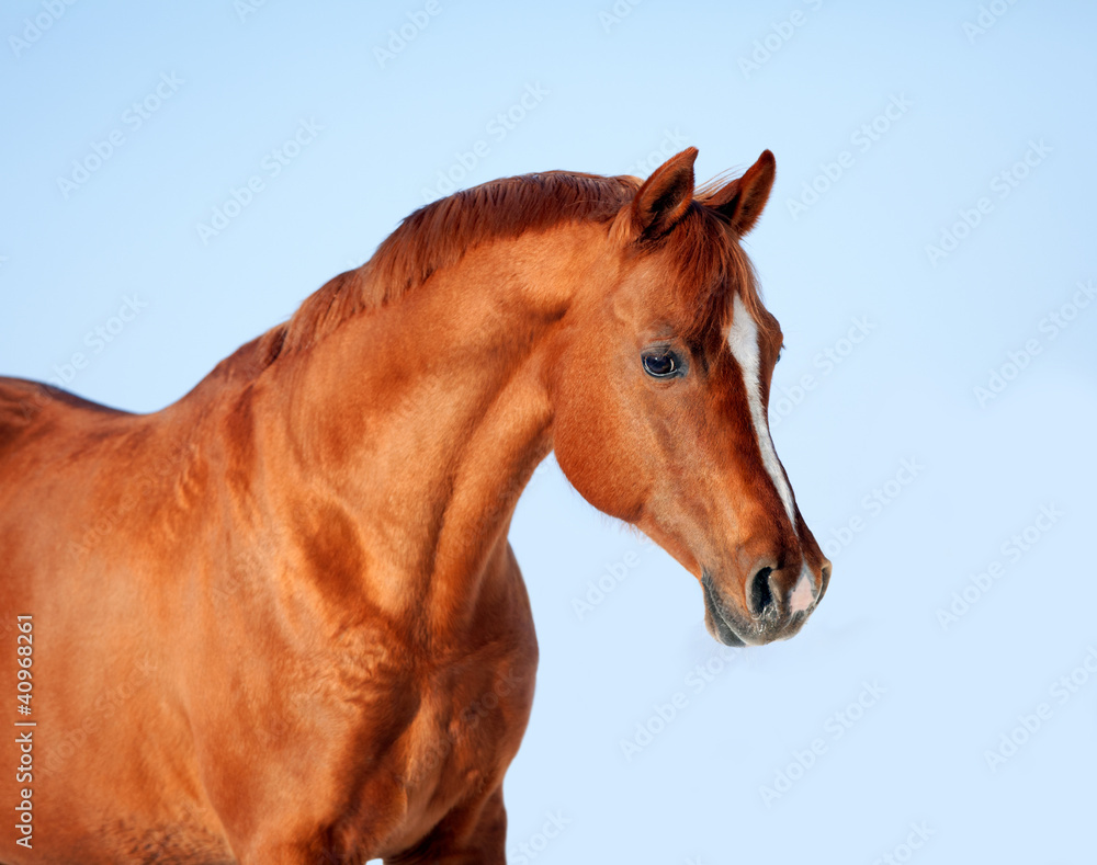 Obraz premium Portret konia arabskiego na tle niebieskiego nieba.