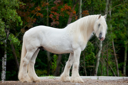 White Shire horse standing near the spring forest. © Alexia Khruscheva