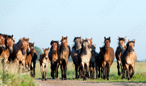 Group of Belarussian wild horse running on the hill