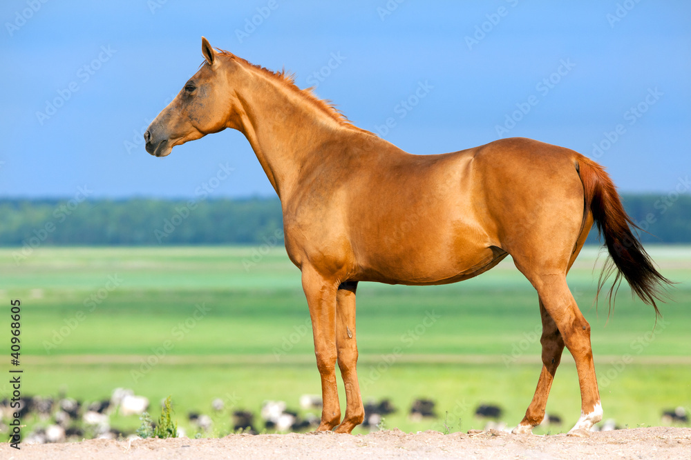 Chestnut Budenny horse looking on the cows at field. Chestnut Budenny horse looking on the cows at field.