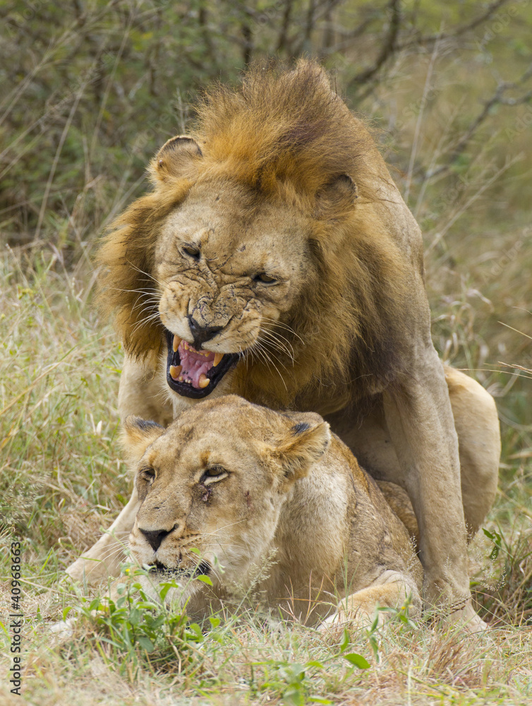 African Lions mating, South Africa African Lions mating, South Africa